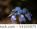 The Hydrangea season also arrives at the Kobe Forest Garden 54103875