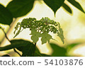 The Hydrangea season also arrives at the Kobe Forest Garden 54103876