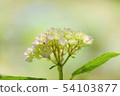 The Hydrangea season also arrives at the Kobe Forest Garden 54103877