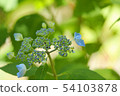 The Hydrangea season also arrives at the Kobe Forest Garden 54103878