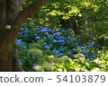 The Hydrangea season also arrives at the Kobe Forest Garden 54103879