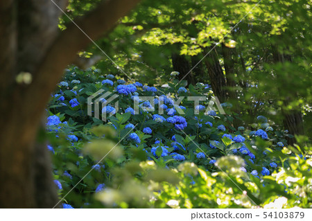 The Hydrangea season also arrives at the Kobe Forest Garden The Hydrangea season also arrives at the Kobe Forest Garden 54103879