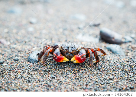 Crab on beach Crab on beach 54104302