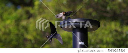 燕子一家 燕子一家 54104584