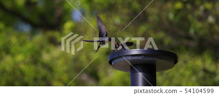 family of swallows 54104599