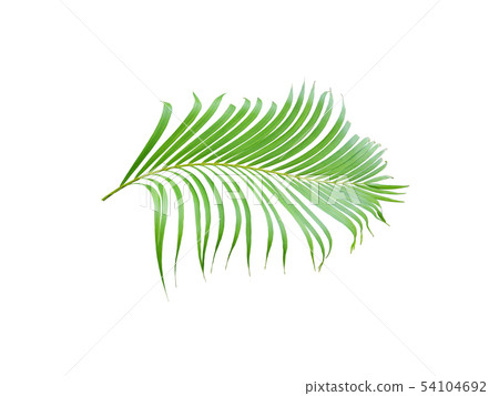 tropical green palm leaf tree isolated on white tropical green palm leaf tree isolated on white 54104692