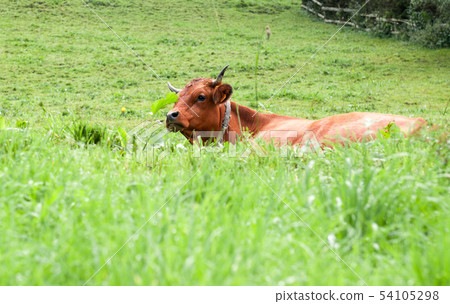 Alpine cow 54105298