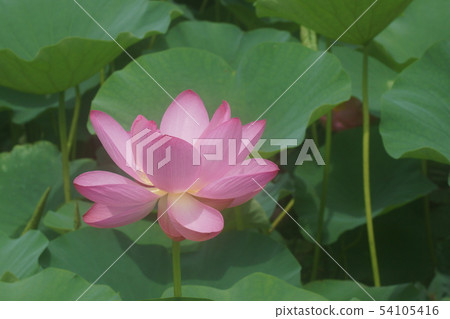 A lotus A lotus 54105416