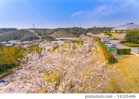 Cherry blossom spot! Takudai Park in full bloom of cherry blossoms (Takumidai, Ono City, Hyogo Prefecture) *The shooting position in the comment section of the work 54105466