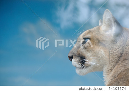 Puma 54105574