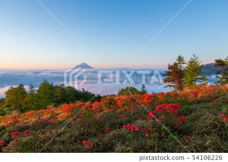 從杜鵑花和富士山到早上的Ariyama 54106226