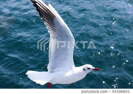 Seagull flying over the sea 54106601