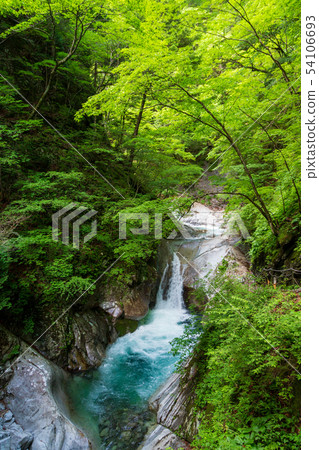 Fresh green Nishizawa valley 54106693