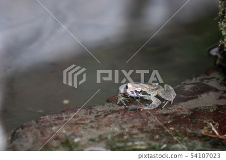 田兒的林蛙 54107023