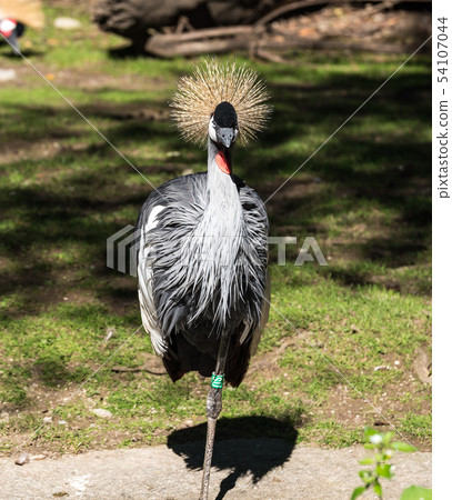 Black Crowned Crane, Balearica pavonina in the zoo 54107044