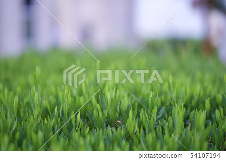 tender green grass field tender green grass field 54107194