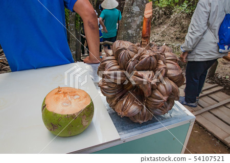 Coconut and Nipah Palm Vietnam Mito Coconut and Nipah Palm Vietnam Mito 54107521