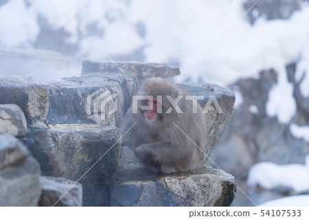 Japanese monkey Jigokudani Onsen 54107533