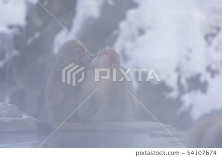 日本猴子Jigokudani溫泉雪場面 日本猴子Jigokudani溫泉雪場面 54107674