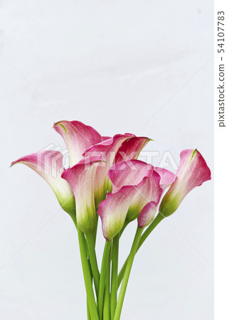 Color flower white background Color flower white background 54107783