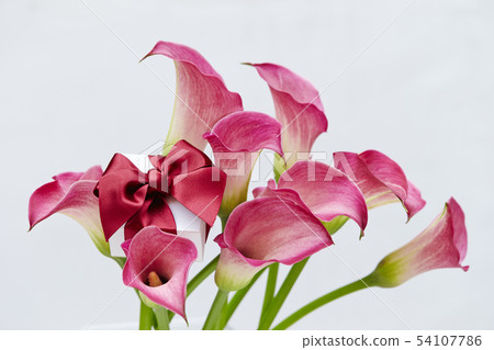 Color flower white background Color flower white background 54107786