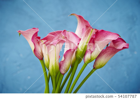 Pink color blue background 54107787