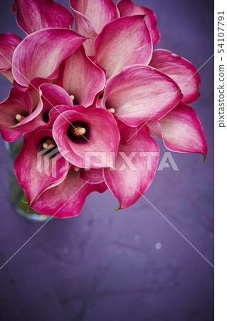 Pink flower color 54107791