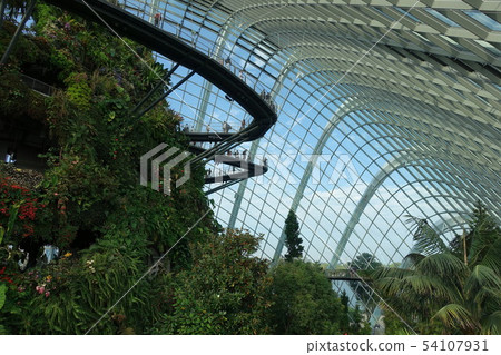 Cloud forest Cloud forest 54107931