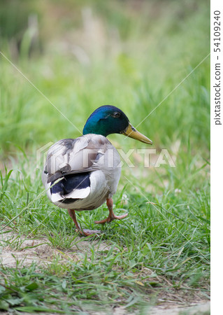 美麗的三文魚 54109240