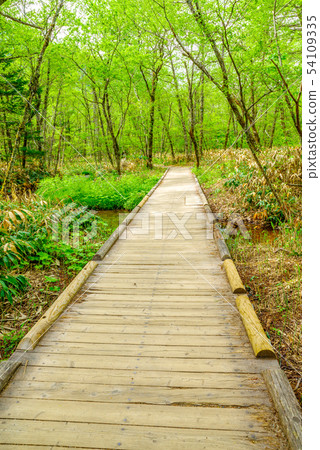 新鮮的綠色Kamikochi步行路線 54109335