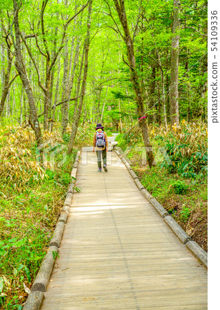 新鮮的綠色Kamikochi步行路線 54109336