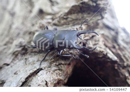 Red-backed Dorcus rectus Red-backed Dorcus rectus 54109447