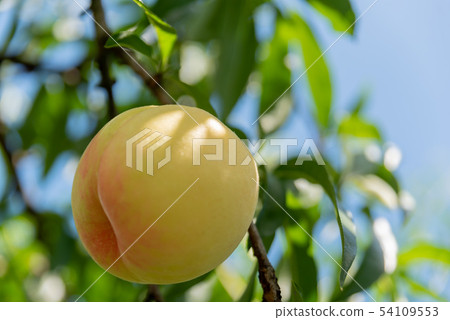 Shimizu white peach of fruit kingdom Okayama 54109553