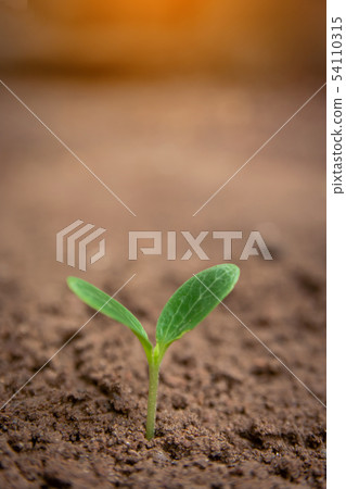 Green sprout growing from soil background with 54110315