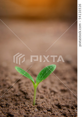Green sprout growing from soil background with Green sprout growing from soil background with 54110316