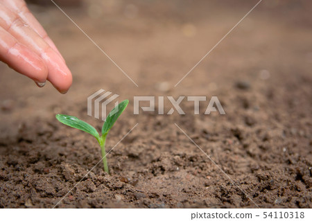 Hand watering Green sprout growing from soil Hand watering Green sprout growing from soil 54110318