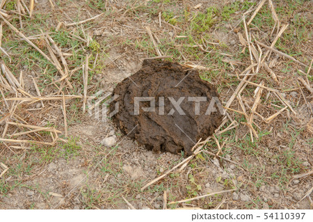 buffalo dung in rice fields 54110397