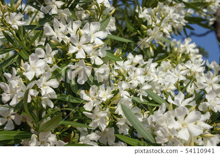 竹竹桃白花 54110941