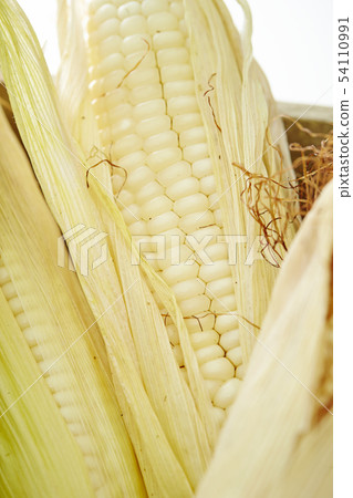 corn  54110991