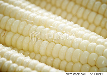 corn  54110996