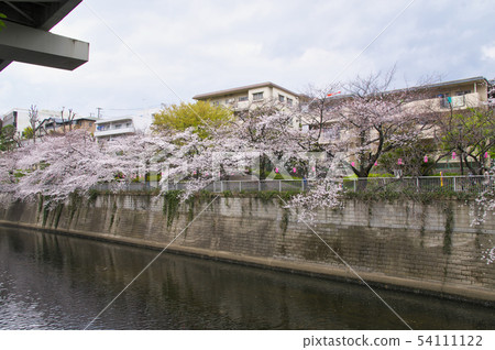 Kandagawa Cherry Blossom Tree Kandagawa Cherry Blossom Tree 54111122