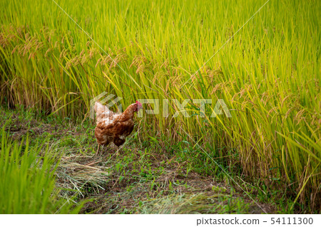 Fruitful autumn 54111300