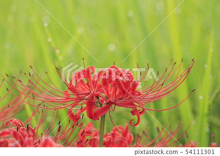 Autumn flowers cluster amaryllis 54111301