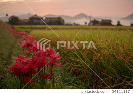 秋天花束孤挺花早晨燒傷和群集孤挺花 秋天花束孤挺花早晨燒傷和群集孤挺花 54111317