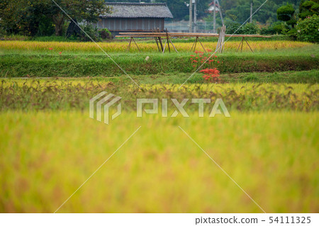 鄉下的秋天風景 鄉下的秋天風景 54111325