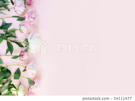 Fresh peony flowers 54111477