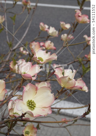 Dogwood Dogwood 54111552
