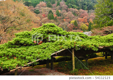 禪寺Ryuu之歌 54112123