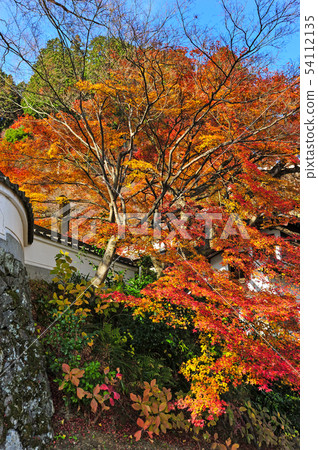 禪宗zenji秋葉 54112135