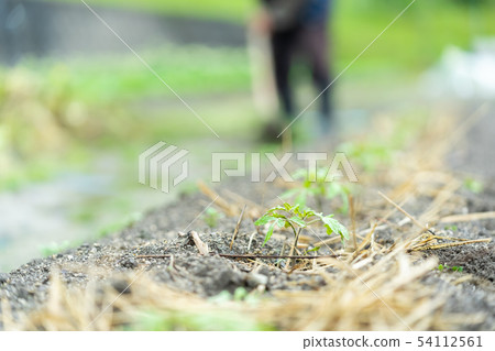 Field agriculture tomato seedlings Field agriculture tomato seedlings 54112561